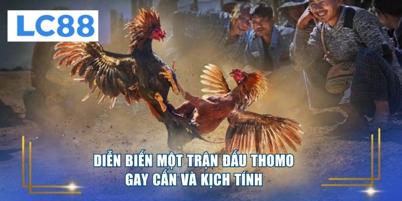 Diễn biến một trận đấu Thomo gay cấn và kịch tính
